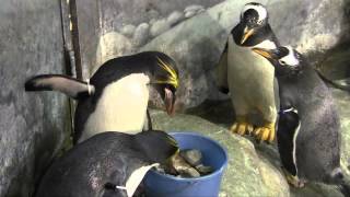 Happy Macaroni Penguins at the Tennessee Aquarium [upl. by Manny]