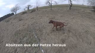 ReizangelTraining mit Rhodesian Ridgeback [upl. by Deden]