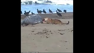 Gruesome moment a jaguar devours a huge leatherback turtle on a beach [upl. by Ihcelek]