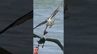 ospreys ospreycam wildlifephotography [upl. by Enimassej]