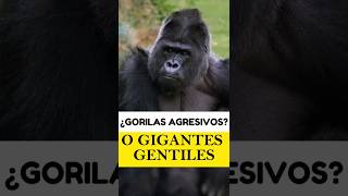 quotGORILAS La Verdad Detrás de los Gigantes Gentiles Gorilas ConservaciónAnimal ElArcaDelSaberquot [upl. by Eelyab]