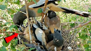 A baby Rufous treepie bird was beginning to foul the nest birdswithme107 [upl. by Nadeau]