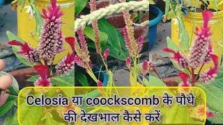 celosia plantcoockscomb के पौधे की देखभाल कैसे करें meesho flowering seeds [upl. by Elysia844]