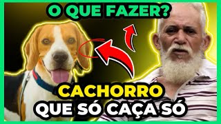 🔴CACHORRO DE CAÇA QUE SÓ CAÇA SOZINHO  O QUE FAZER [upl. by Shields]