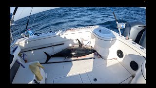 HUGE Tuna close to the beach in Ocean City Maryland [upl. by Adore]