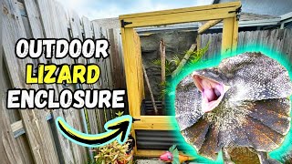 DIY OUTDOOR LIZARD ENCLOSURE for a FRILLED DRAGON 1 Month Update [upl. by Ojeillib]