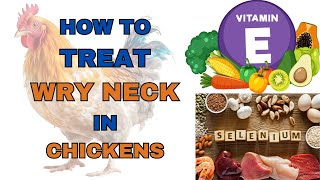 How To Treat Wry Neck in Chickens [upl. by Marashio454]