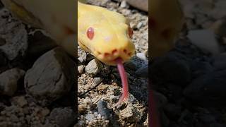 Albino Pied Ball Python Adult [upl. by Blane653]