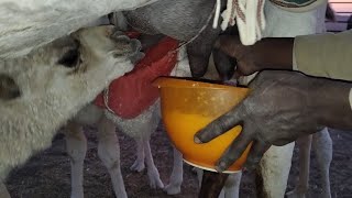 Saudi Farm Adventure Pagkuha ng gatas mula sa inahing kamelyo Milking the camel OFW in Nairyah [upl. by Tiphanie2]