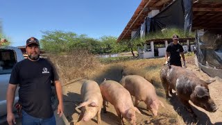 “UM DIA COMPLETO NA GRANJA Manejo Cruzamentos e Entrega Especial para Alagoas” [upl. by Aremat]