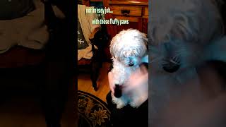 Elliot Snow Shoes getsimonized dog havanese cutedog [upl. by Norri]