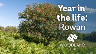 A Year in the Life of a Rowan Tree  Woodland Trust [upl. by Notsgnal]