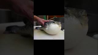 Amazing PufferBlowfish Cutting Skills  shorts fish asmr fishcutting cooking ARS Nothing [upl. by Enilatan]