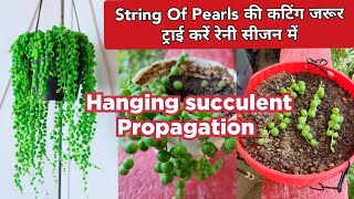 STRING Of Pearls Plant Care And Propagation  How to Grow amp Propagate String Of Pearls Succulent [upl. by Schofield990]