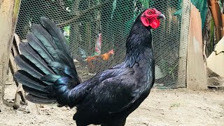 MELSIM BLACK HENNIE  BLACK ROOSTER  HENNIE LOVER [upl. by Asseret]