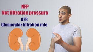 Glomerular Filtration شرح بالعربي [upl. by Darius]