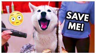 Dramatic Husky has MELTDOWN at Groomers headphone warning [upl. by Anor]