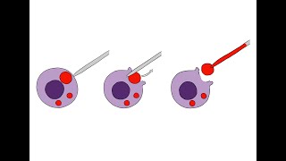 Studying ion channels on the lysosomal membrane [upl. by Pry]