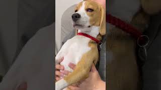 Apna apna keh kar zindagi chin li 😔shortsvideo beaglebaby beagleslover 🐕🐶🦮 [upl. by Cortie]