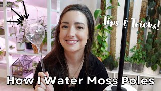 How to Water Sphagnum Moss Poles for Plants  My UPDATED Watering Routine [upl. by Arnulfo]