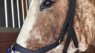 MICKLEM MULTIBRIDLE  4 WAYS TO USE IT [upl. by Hankins]