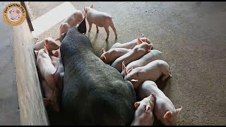 Adorable CloseUp Piglets Competing to Nurse  Guy Raising Pigs [upl. by Roseanne298]