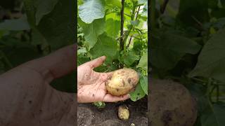 💥France வீட்டு தோட்டத்தில first உருளைக்கிழங்கு 🥔🥳 shorts shortsfeed food gardening potato [upl. by Trella]