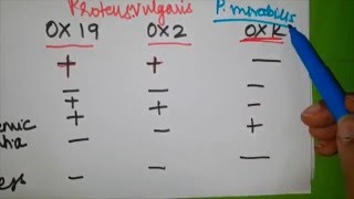 Rickettsia simplified  Part 3  Pathogenesis and Weil  Felix test [upl. by Klaus]