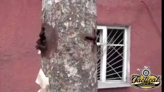 Video Tank round through tree [upl. by Hagile]