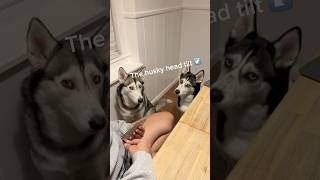 Watch as huskies try to make their case Dramatic much huskies 🙄🐾🐶 [upl. by Wynny]