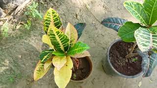 Cronton plant care Tips  कोटिन घर आने के बाद क्यो मरता है why Cronton leaves Fall [upl. by Addam]