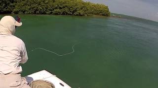 Cuba cayo santa maria tarpon fly fishing [upl. by Debbi]