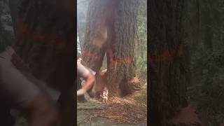 Cutting the tree  provide safety to own selfyoutubeshorts shorts cuttingskills shortfeed tree [upl. by Nnylsoj83]