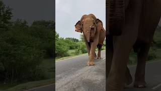 Majestic Elephant Sighting Raja Buttala Road elephant wildelephant travel [upl. by Yeslehc]