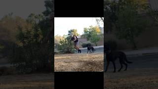 Outdoor Sprints Warmup malinois nature [upl. by Rist597]