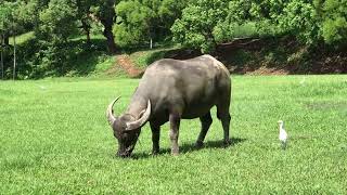 20240930 台北北投國立臺北藝術大學 護校神獸 三隻水牛 12 Taiwan Water Buffalo  Bubalus bubalis x 磨角抓癢 x 北藝大TNUA [upl. by Boudreaux]