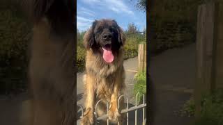 Giant Leonberger with a glove 😂😍 [upl. by Ennaylloh]