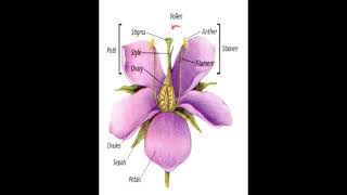 Flower Structure geneticteacher [upl. by Horter82]