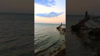 Ocean Breeze and Driftwood at the Outer Banks ocean shorts northcarolina peaceful [upl. by Ellerrad485]