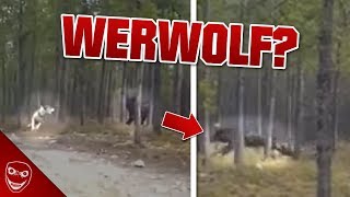 Was ist das Video zeigt gruseliges Wesen aus den USA Werwolf [upl. by Baiss]