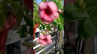 Alamanda Flower Plant Low Care gardening plant flowergarden [upl. by Akerboom]