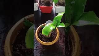 how to propagate dracaena 100 successful easy way  soil less in an water  dracaena propagate [upl. by Keller456]