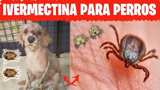 🛑IVERMECTINA para la SARNA en PERROS y Garrapatas⏩ Como usar Correctamente la Ivermectina en Perros✅ [upl. by Isied]