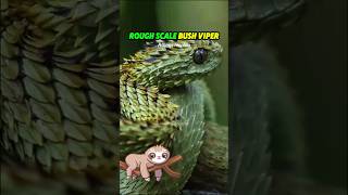 RoughScaled Bush Viper mirip dengan naga [upl. by Timothee]