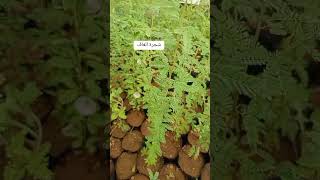 🌲 شجرة الغاف في الجزائر prosopis ceneraria السد الاخضر [upl. by Conner629]