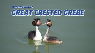 Birding Diary Great Crested Grebe [upl. by Etom80]