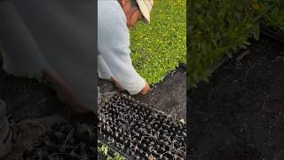 Vegetable seedlings agriculture farmersshorts [upl. by Nyrraf]