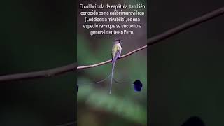 El colibrí cola de espátula también conocido como colibrí maravilloso Loddigesia mirabilis [upl. by Anyal]