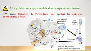 SEBiotechnologieActivité 4Anticorps monoclonauxpartie 2 [upl. by Aita]