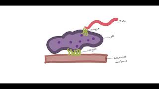 The immunoglobulin superfamily [upl. by Harilda]